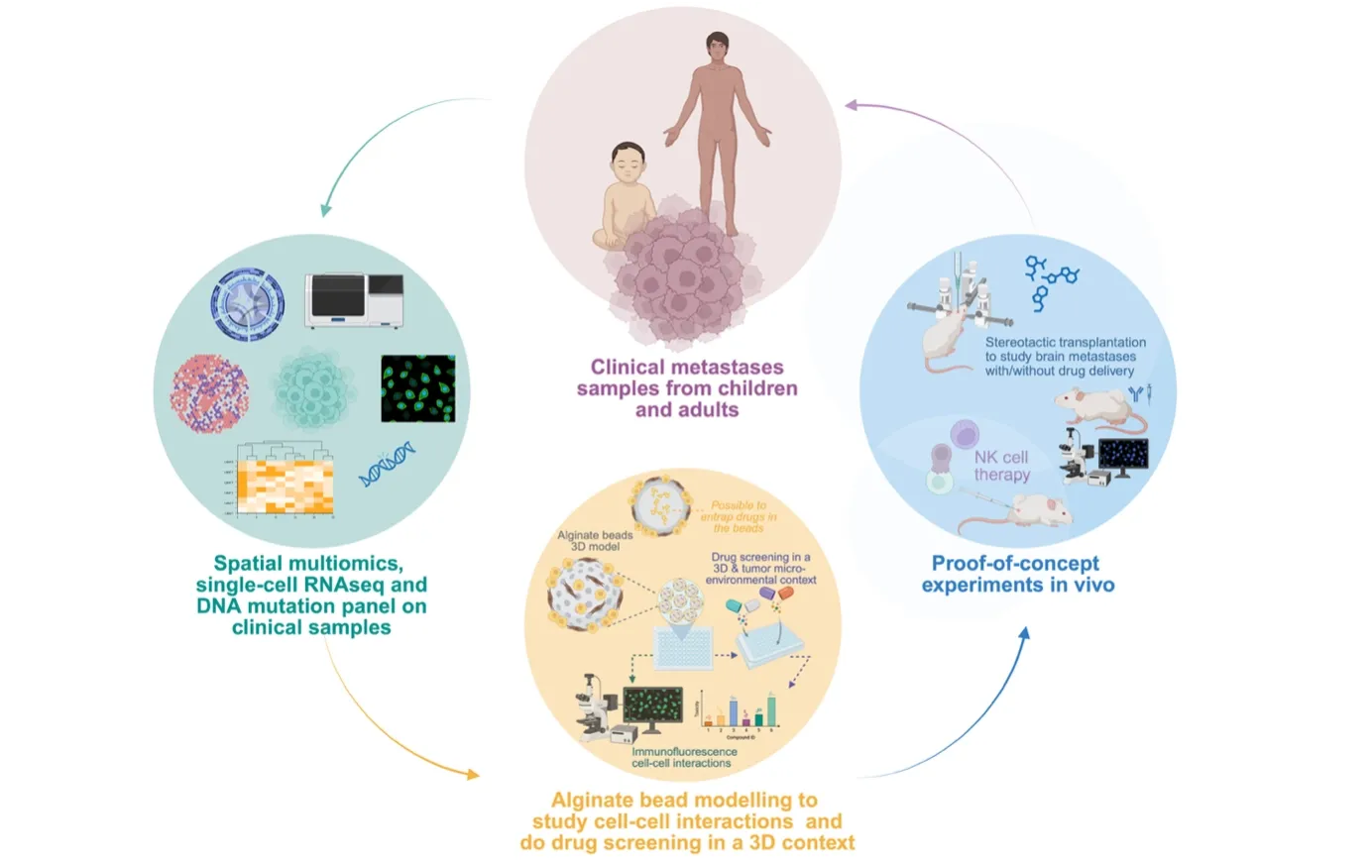 Overview of Hagerling Lab research on organ-specific metastatic cancer